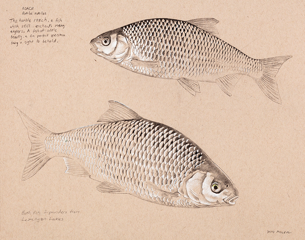Fish art print of two roach from an original pencil drawing by wildlife artist David Miller