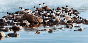 Roosting Oystercatchers