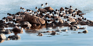 Bird art print of a flock of oystercatchers roosting at high tide. from an original painting by artist David Miller