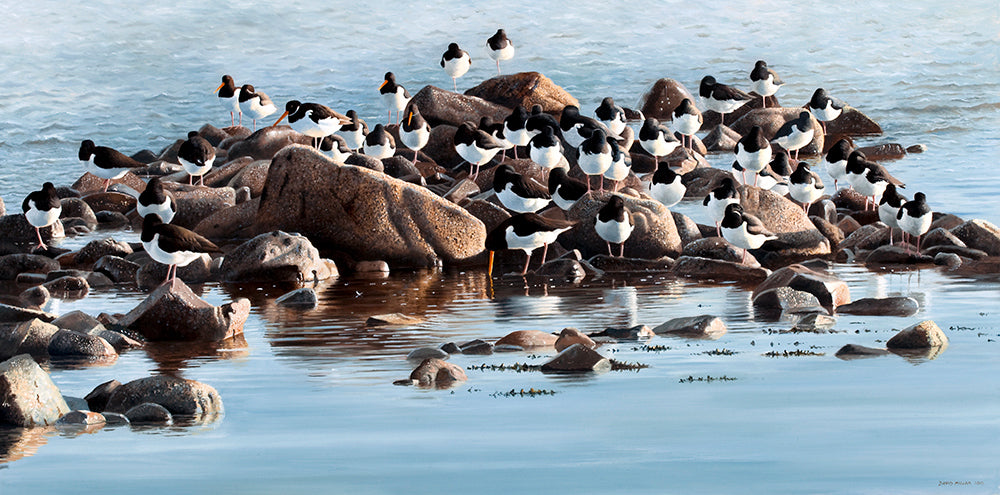 Bird art print of a flock of oystercatchers roosting at high tide. from an original painting by artist David Miller