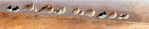 Oystercatcher, Curlew and Black-tailed Godwit roosting on a sandbank.  Bird art by David Miller