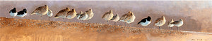 Oystercatcher, Curlew and Black-tailed Godwit roosting on a sandbank.  Bird art by David Miller