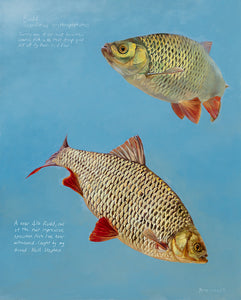 Rudd Studies open edition fish art print by wildlife artist David Miller. Scardinius erythrophthalmus.