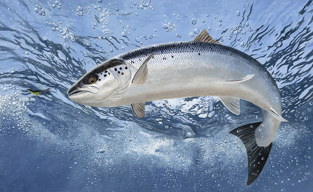 uk rod licence underwater  atlantic salmon fish print by wildlife artist david miller