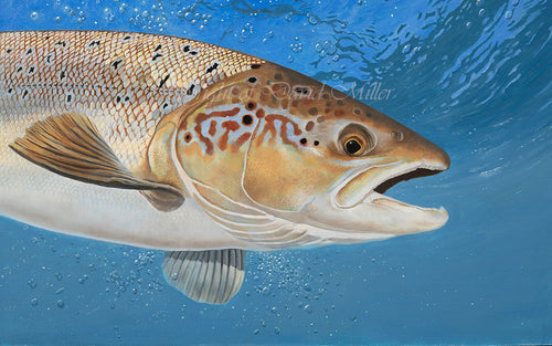 Underwater salmon fish art print. Rod Licence painting by artist David Miller