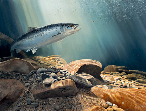 Salmon on the Fly open edition fish art print of a salmon underwater about to take a fly by David Miller. Salmo salar.