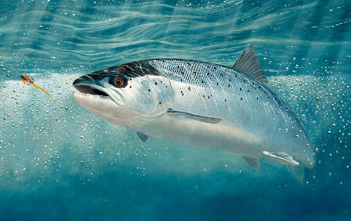 uk rod licence underwater salmon print by fish artist david miller