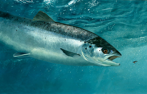 Environment Agency Rod Licence underwater salmon print by fish and wildlife artist David Miller