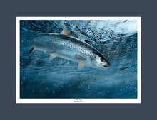 Load image into Gallery viewer, EA Sea Trout 2016-17