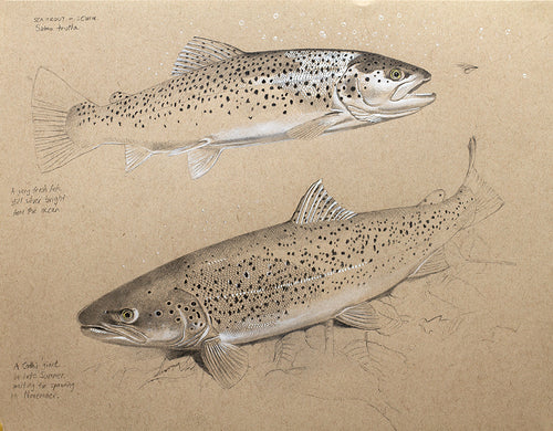 Sea Trout Study II