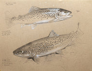 Sea Trout Study II