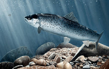 Load image into Gallery viewer, Underwater sea trout fish art print. EA Rod licence artwork by David Miller