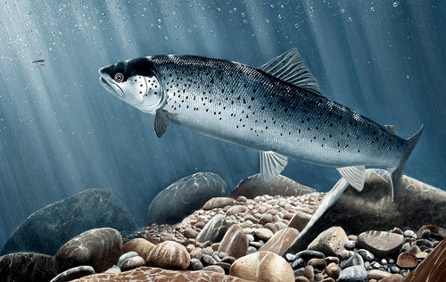 Underwater sea trout fish art print. EA Rod licence artwork by David Miller