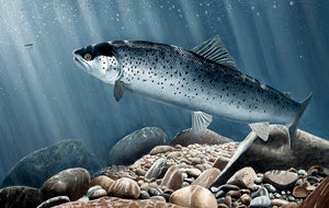 Underwater sea trout fish art print. EA Rod licence artwork by David Miller