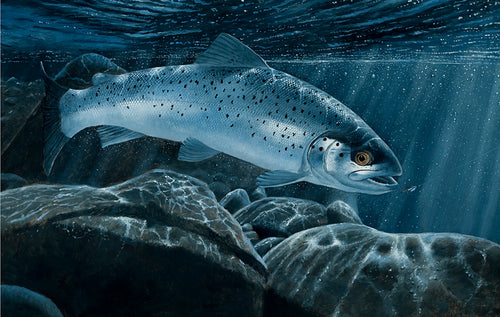 Underwater sea trout environment agency rod licence print 2012 by wildlife artist David Miller. Salmo trutta.
