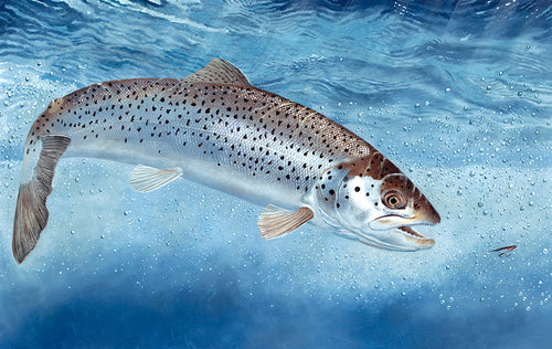 Underwater sea trout fish art print. EA Rod licence artwork by artist David Miller