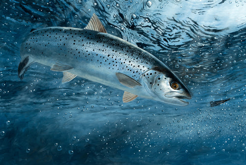 Underwater sea trout. EA Rod licence fish art by artist David Miller