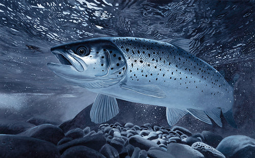 EA Rod Licence sea trout game fish. From original artwork by artist David Miller