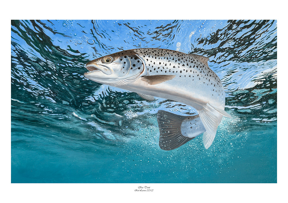 EA Rod Licence artwork. Underwater sea trout fish art print by David Miller