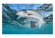 EA Rod Licence artwork. Underwater sea trout fish art print by David Miller