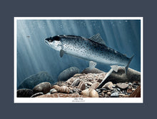 Load image into Gallery viewer, EA Sea Trout 2010-11