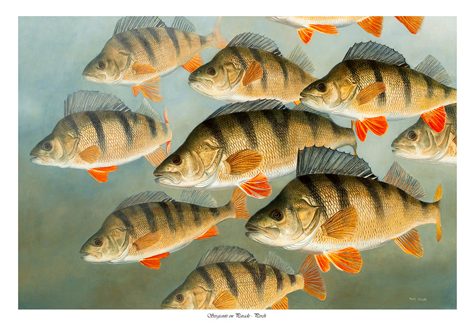 Fish art print of a shoal of perch underwater by wildlife artist David Miller