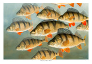 Fish art print of a shoal of perch underwater by wildlife artist David Miller