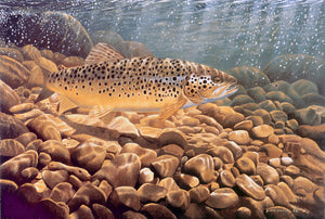 Fish art print of a brown trout underwater in a rocky stream from an original painting by artist David Miller