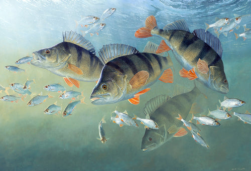 Fish art print of a shoal of perch underwater hunting roach. from an original painting by artist David Miller