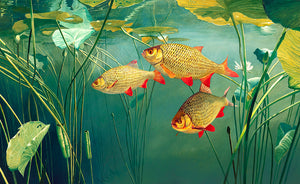 Fish art print of three rudd underwater swimming amongst white water lilies. From an original oil painting by artist David Miller