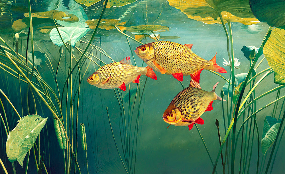 Fish art print of three rudd underwater swimming amongst white water lilies. From an original oil painting by artist David Miller