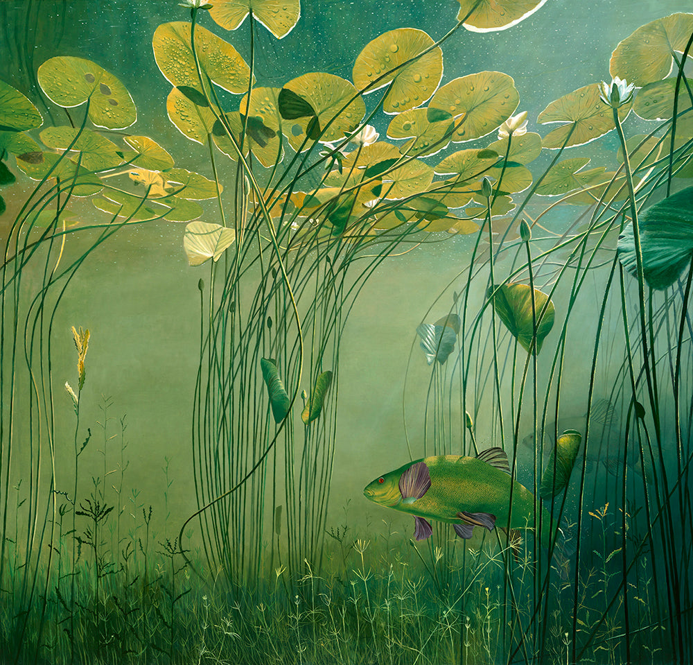 Fish art print of two tench amongst white water lilies underwater by artist David Miller