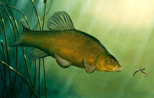 Underwater tench fish art print. EA Rod licence artwork by artist David Miller