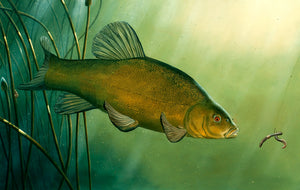 Underwater tench fish art print. EA Rod licence artwork by artist David Miller