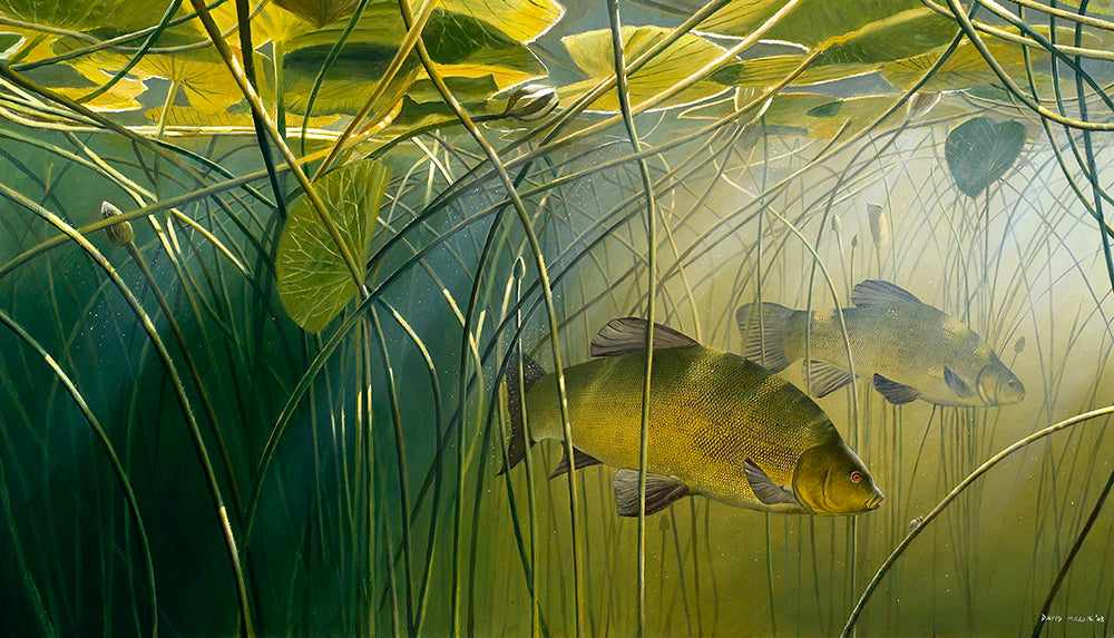 Fish art print of two tench underwater, amongst sunlit lilies, Bosherston Lily ponds. From an original painting by artist David MIller