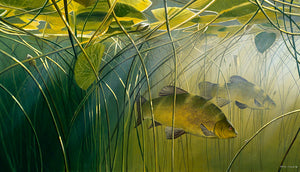 Tench in the Lilies
