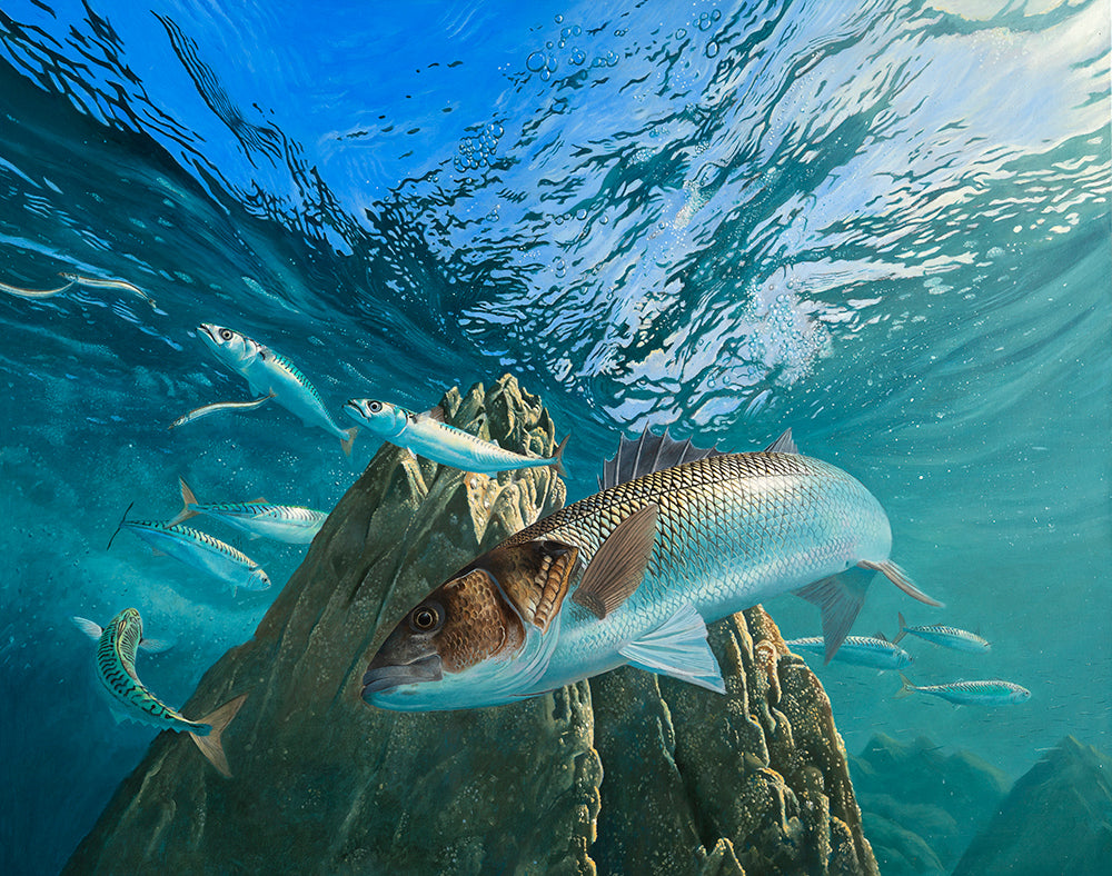 Underwater fish art of a bass hunting mackerel round a rocky pinnacle. From an original oil painting by artist David Miller