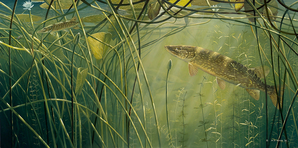 Underwater fish art print of three pike amongst lily stems from an original painting by artist David Miller