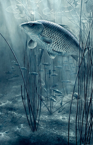 The Midnight Pool black and white fish art print of carp and roach by wildlife artist David Miller. Cyprinus carpio.