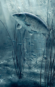 The Midnight Pool black and white fish art print of carp and roach by wildlife artist David Miller. Cyprinus carpio.