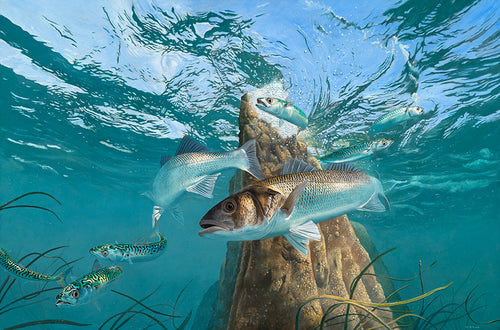 Fish art print on canvas of bass and mackerel underwater from an original painting by artist David Miller