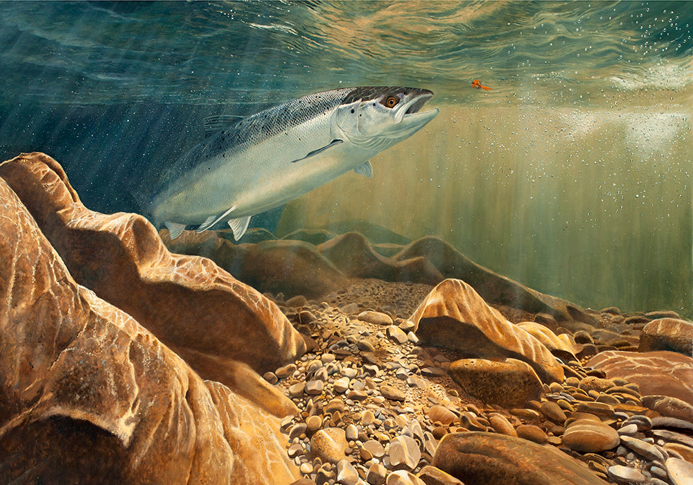 The Salmon and the Fly limited edition fish art print of an atlantic salmon underwater in a rocky river by wildlife artist David Miller. Salmo salar.