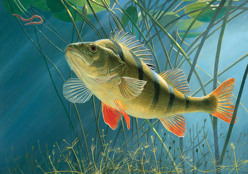 Limited edition fish art print of a european perch about to take a worm from an original painting by artist David Miller