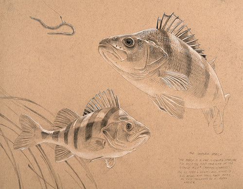 Fish art print of two perch from an original pencil drawing by artist David Miller