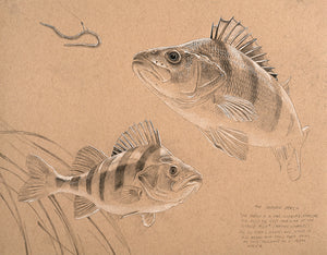 Fish art print of two perch from an original pencil drawing by artist David Miller