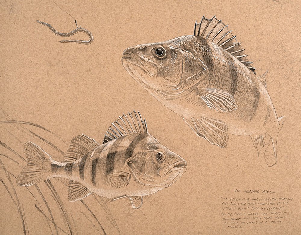 Fish art print of two perch from an original pencil drawing by artist David Miller