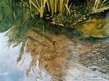 Load image into Gallery viewer, Fish art print of a brown trout seen from above on the river itchen, hampshire. from an original painting by artist David Miller