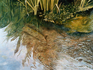 Fish art print of a brown trout seen from above on the river itchen, hampshire. from an original painting by artist David Miller