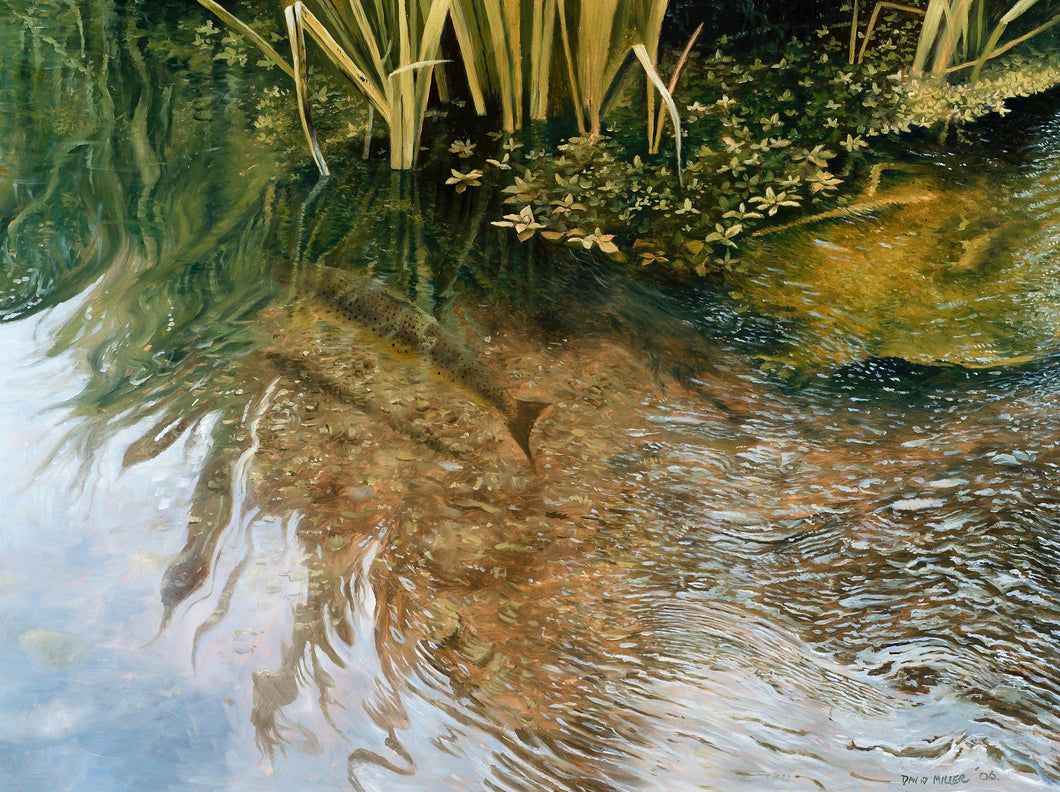 Fish art print of a brown trout seen from above on the river itchen, hampshire. from an original painting by artist David Miller