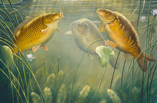 Fish art print of three carp - common, leather and mirror. Floater fishing with dog biscuits. From an original painting by David Miller